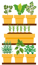 Ilustração de uma estante com 3 prateleiras e cada prateleira com vasos e plantas