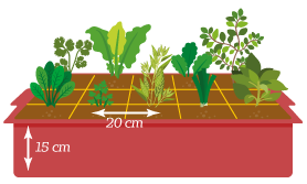 Ilustração de um vaso com várias plantas diferentes com as especificações de 20 cm de largura entre as plantas e mostrando a profundidade de 15cm do vaso